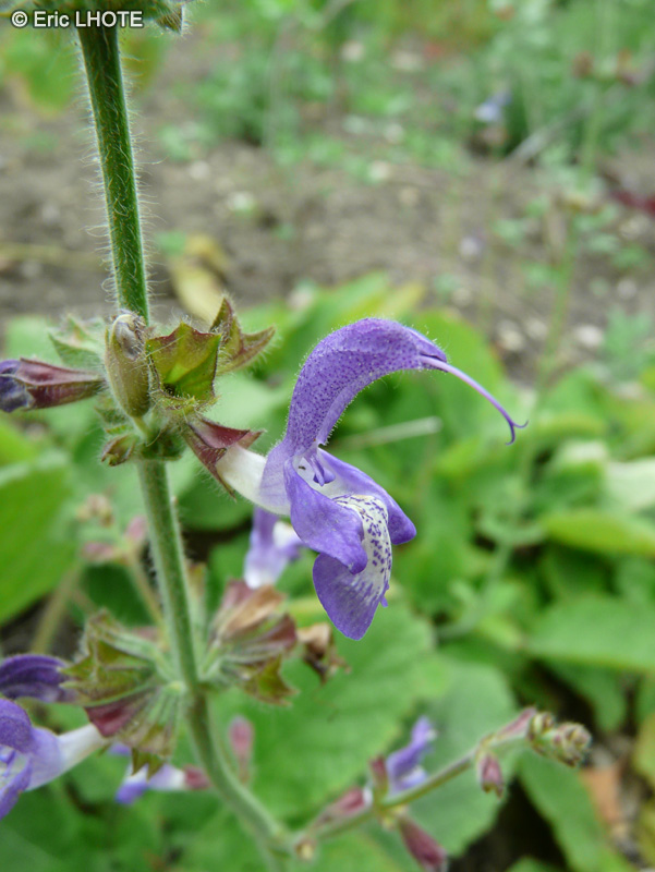  - Salvia tomentosa - 