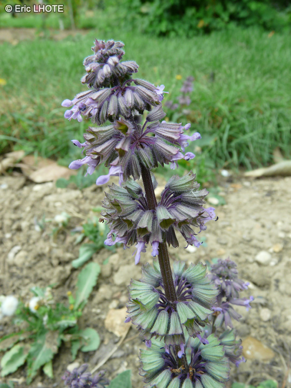  - Salvia verticillata - 