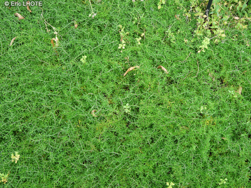 Lamiaceae - Satureja spicigera - Sariette rampante