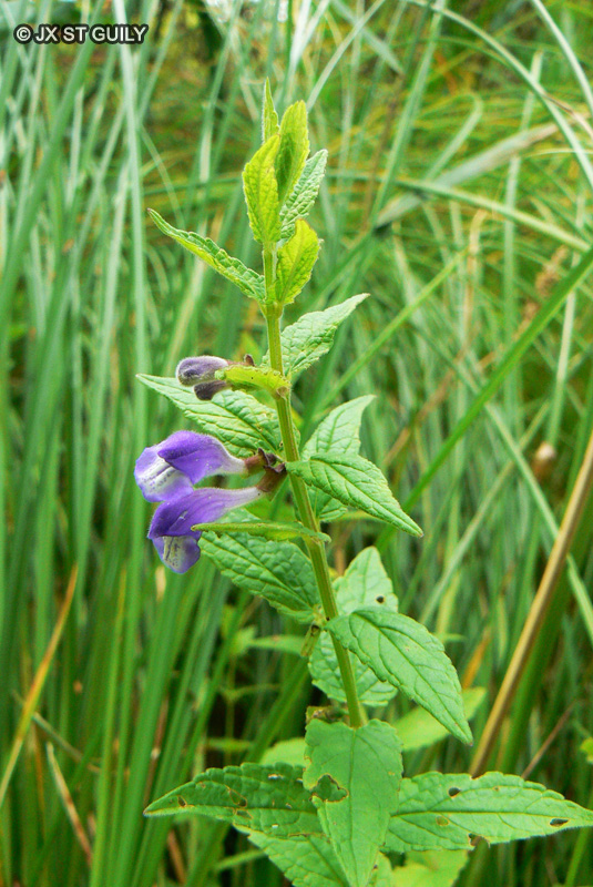 Lamiaceae - Scutellaria galericulata - Grande Toque, Toque casquée
