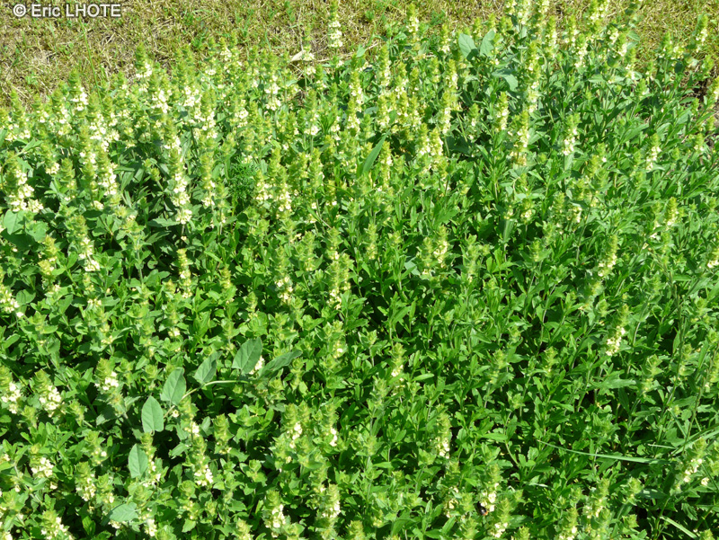  - Sideritis hyssopifolia - 