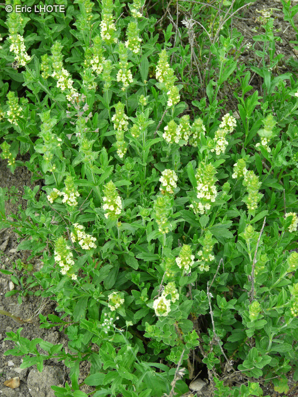 Lamiaceae - Sideritis hyssopifolia - Crapaudine &agrave; feuilles d&rsquo;Hysope, Th&eacute; des montagnes