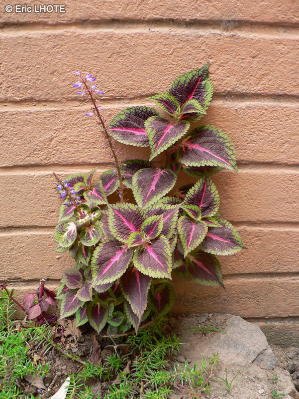  - Solenostemon scutellariodes - 