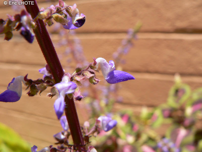  - Solenostemon scutellariodes - 