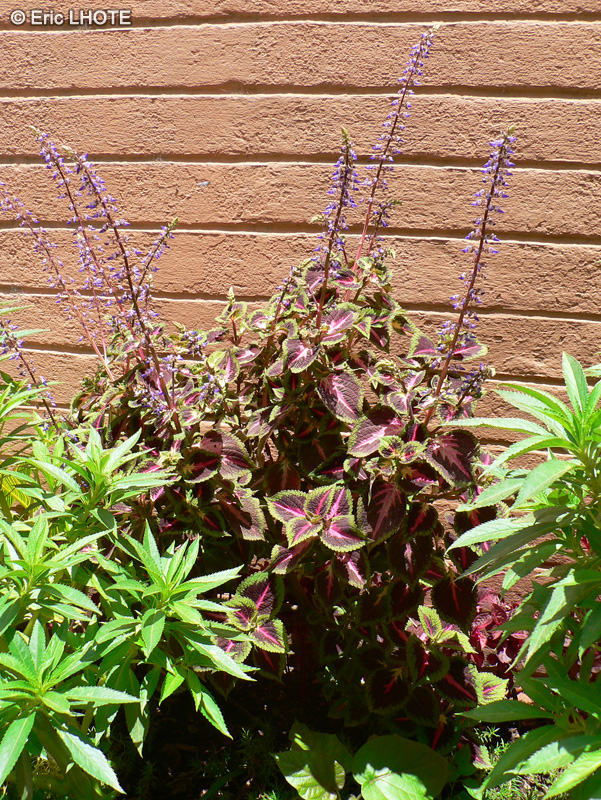  - Solenostemon scutellariodes - 