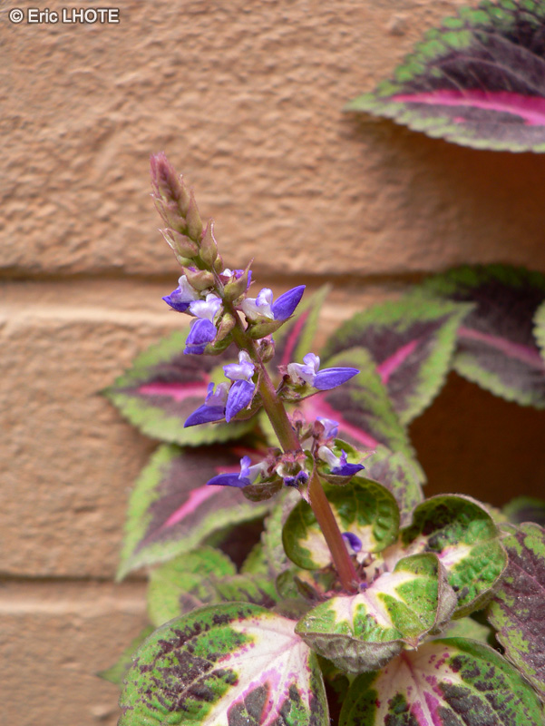  - Solenostemon scutellariodes - 