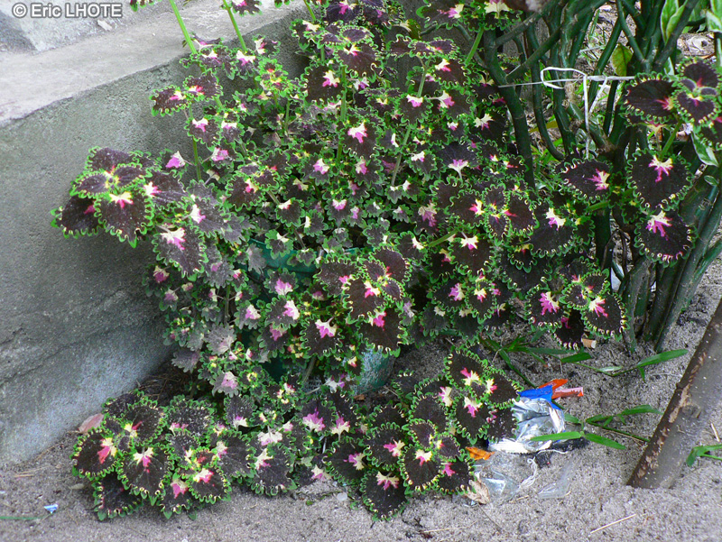Lamiaceae - Solenostemon scutellariodes - Coleus, Coliole, Vieux gar&ccedil;on, Plante anti-pisse