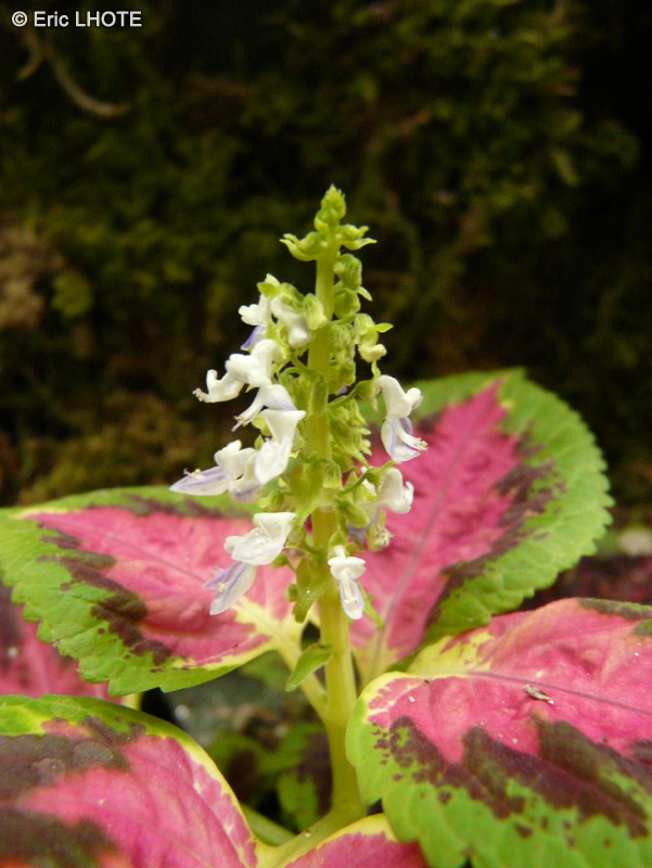  - Solenostemon scutellariodes Picture Perfect Red - 