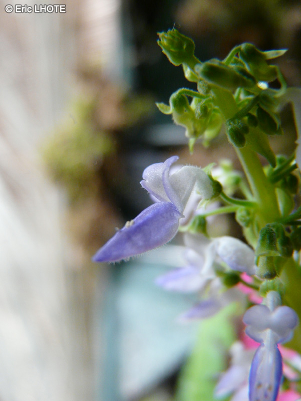  - Solenostemon scutellariodes Picture Perfect Red - 