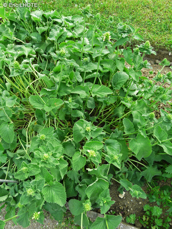  - Stachys alopecuros - 