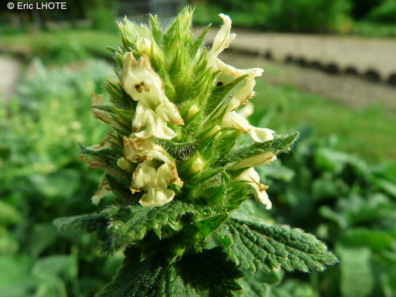 Lamiaceae - Stachys alopecuros - Epiaire queue de renard, B&eacute;toine queue de renard