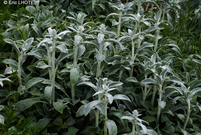  - Stachys byzantina - 