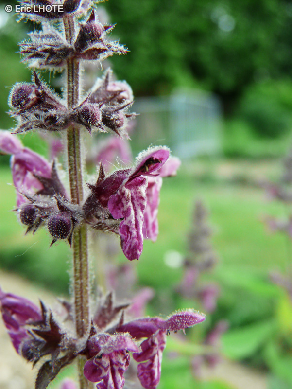  - Stachys sylvatica - 