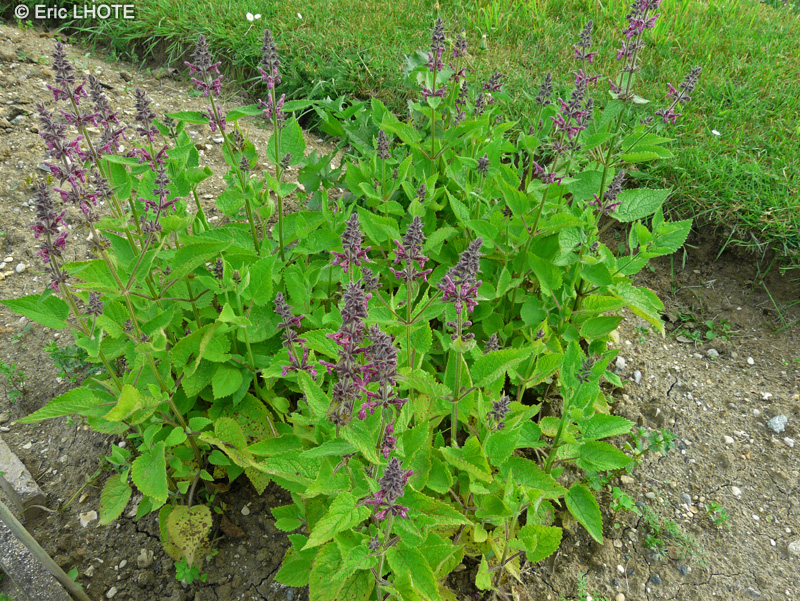  - Stachys sylvatica - 