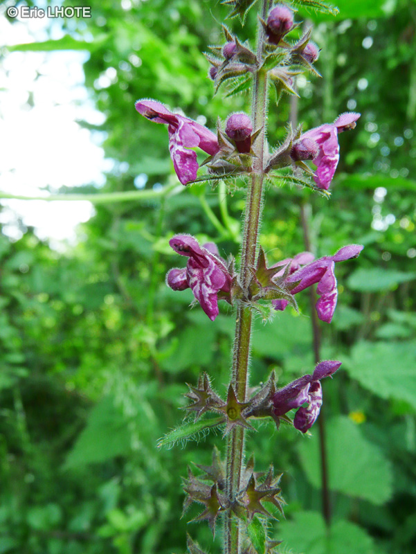  - Stachys sylvatica - 