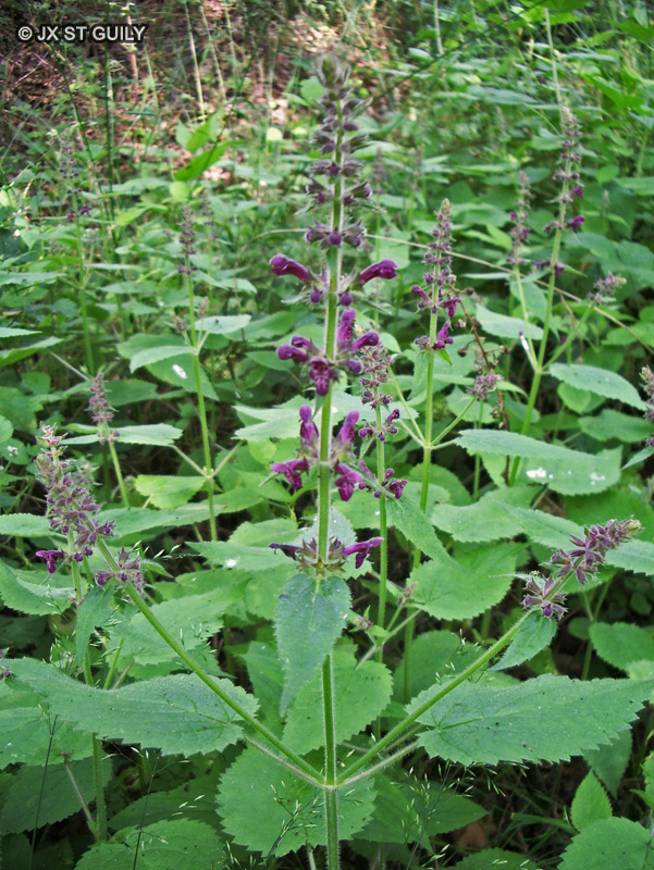 Lamiaceae - Stachys sylvatica - Epiaire des bois, Epiaire des for&ecirc;ts