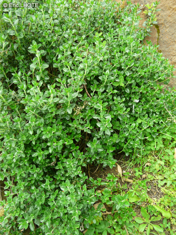  - Teucrium chamaedrys - 