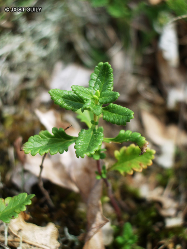 Lamiaceae - Teucrium chamaedrys - Germandrée petit-chêne