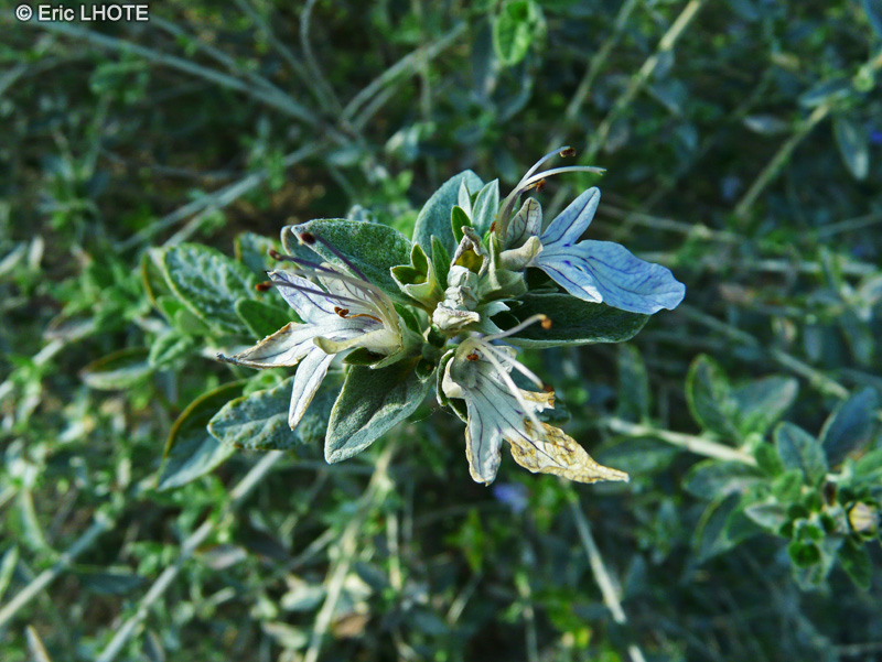  - Teucrium fruticans - 