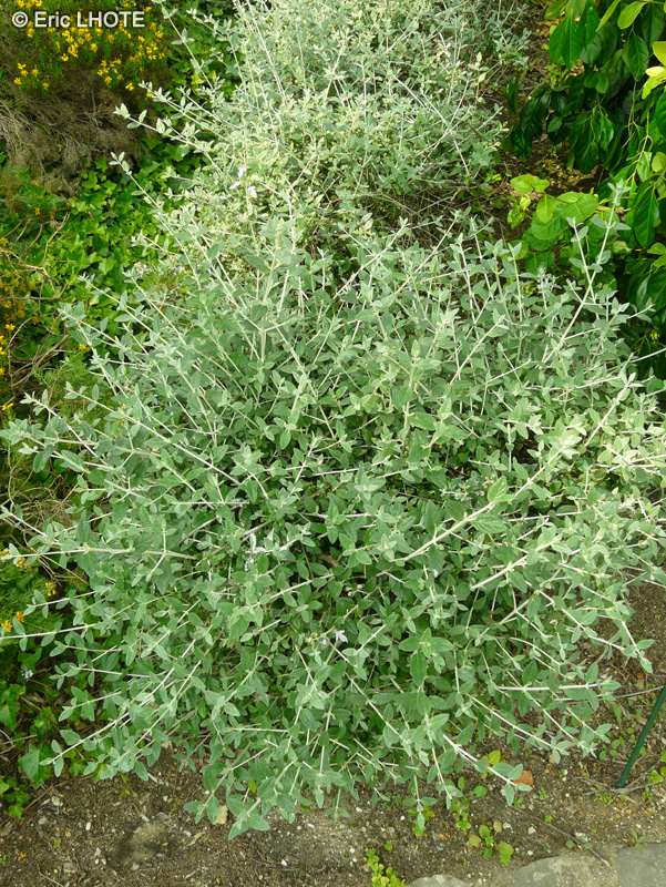  - Teucrium fruticans - 