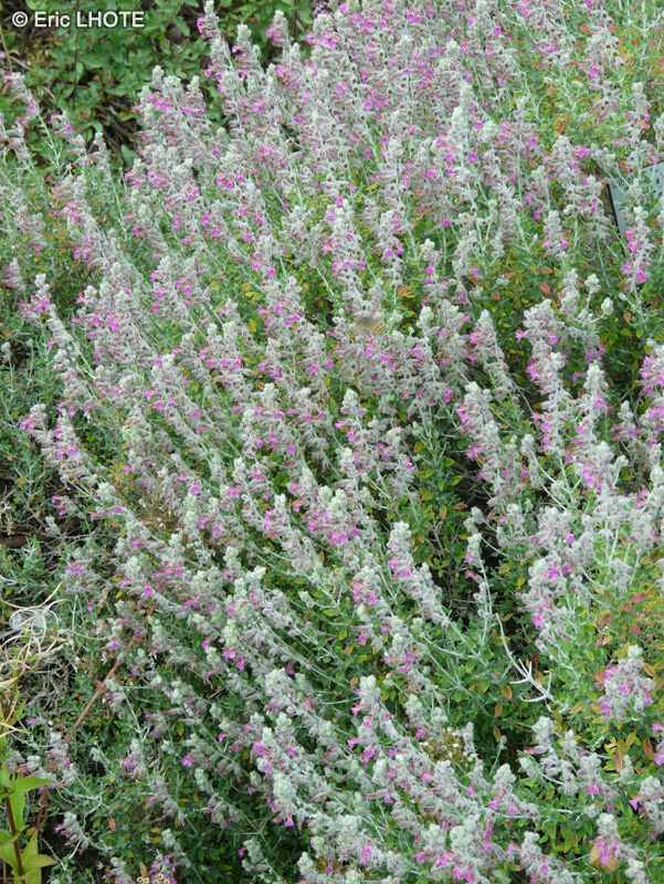 Lamiaceae - Teucrium marum - Thym de chat, Herbe à chat, Germandrée marine, Germandrée maritime