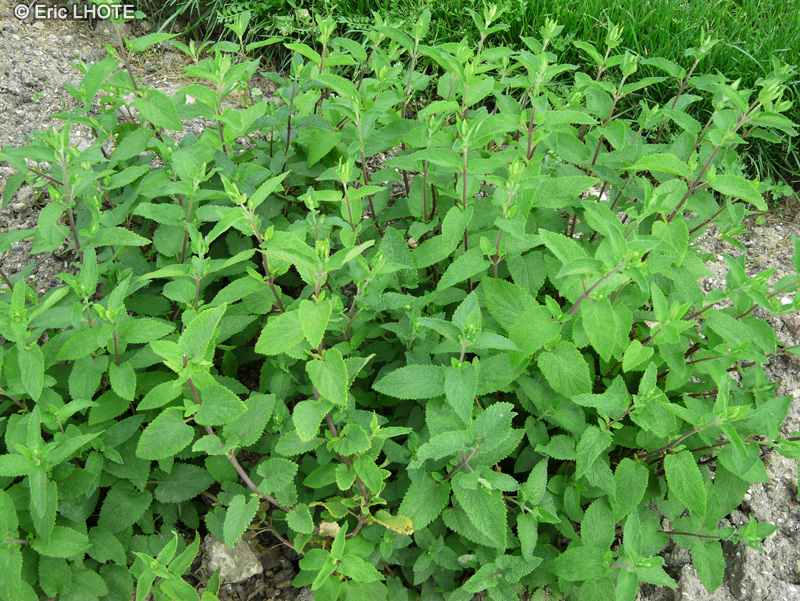  - Teucrium scorodonia - 