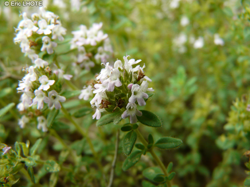  - Thymus pulegioides - 