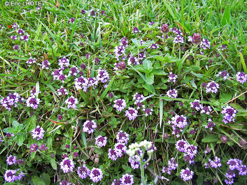 Lamiaceae - Thymus serpyllum - Thym serpolet