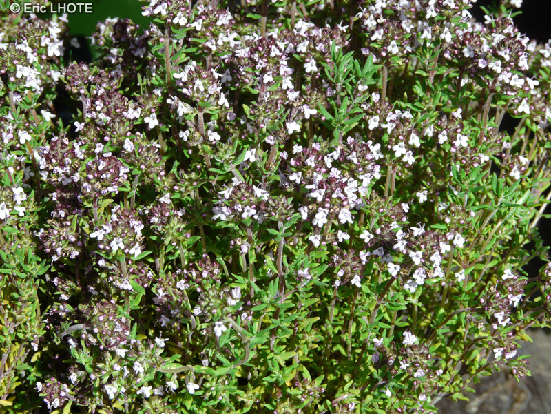  - Thymus vulgaris - 