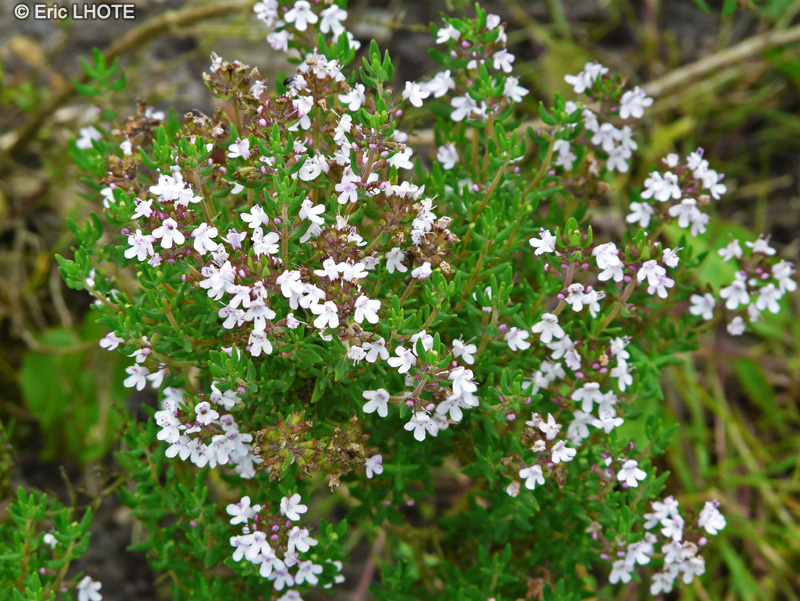 Lamiaceae - Thymus vulgaris - Thym commun, Farigoule