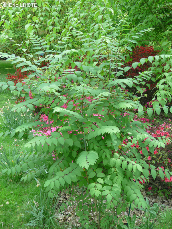  - Decaisnea fargesii - 