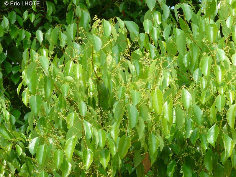  - Cinnamomum camphora - 