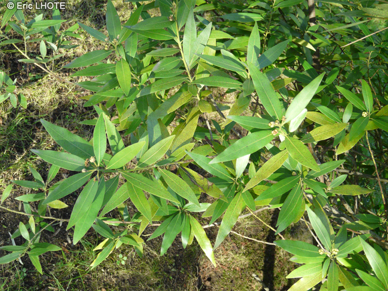 Lauraceae - Umbellularia californica - Laurier de Californie