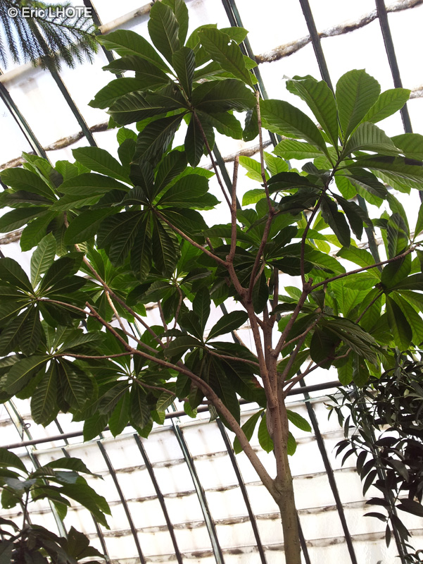  - Barringtonia neocaledonica - 
