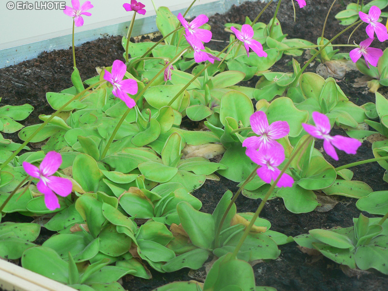 Lentibulariaceae - Pinguicula sethos, Pinguicula ehlersiae x moranensis - Grassette