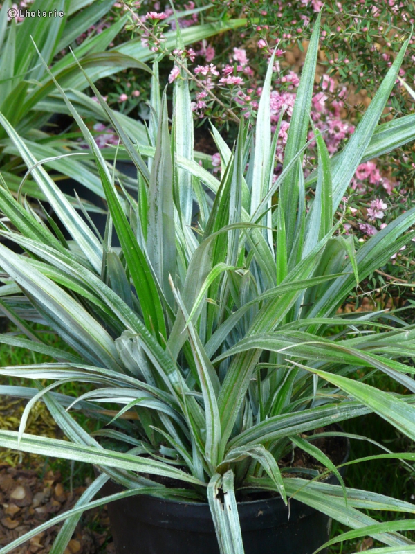 Liliaceae - Astelia chathamica Sylver Spear - Astelia