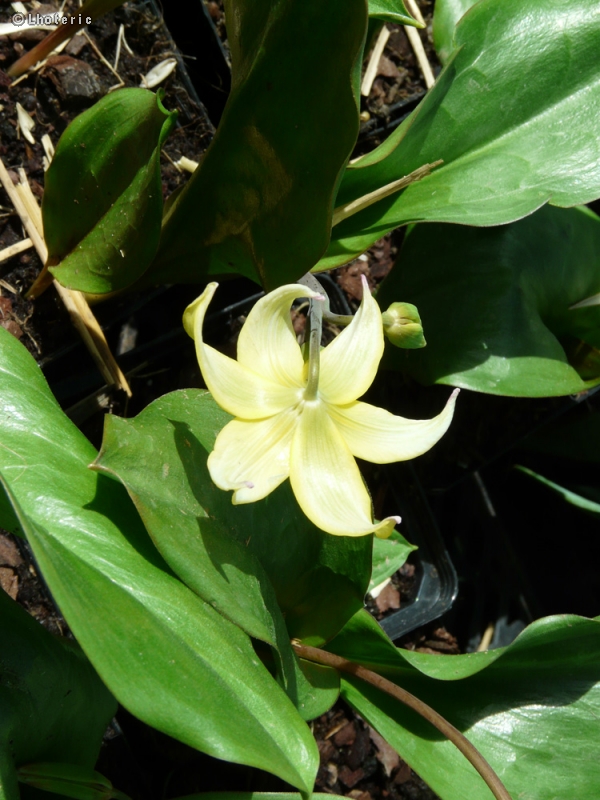  - Erythronium Pagode - 