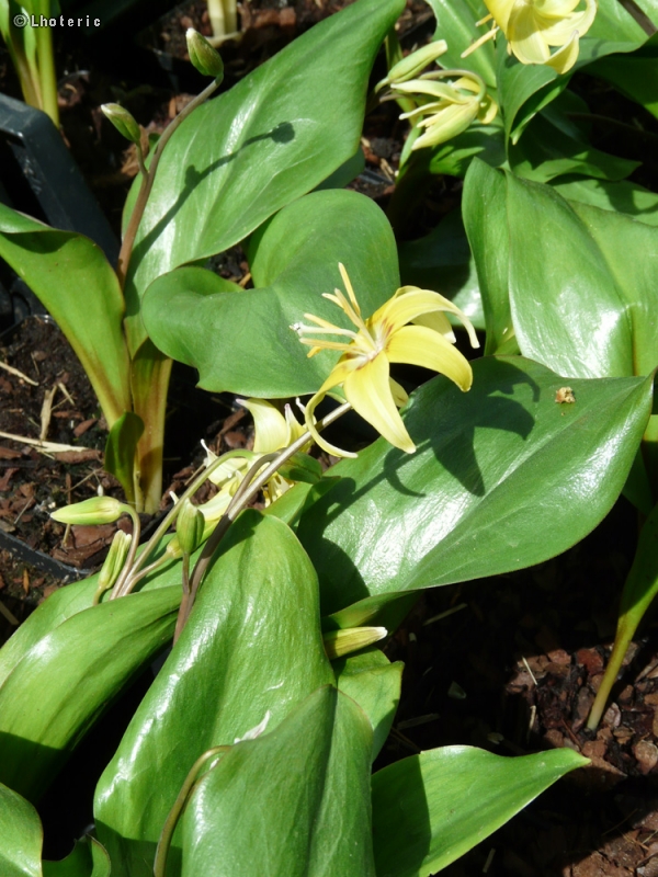  - Erythronium Pagode - 