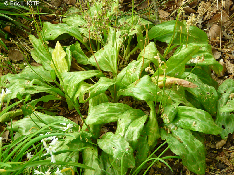 Liliaceae - Erythronium californicum White Beauty - Erythrone de Californie