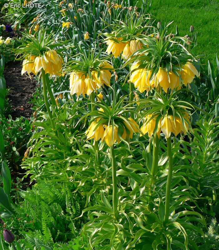 - Fritillaria imperialis Lutea - 