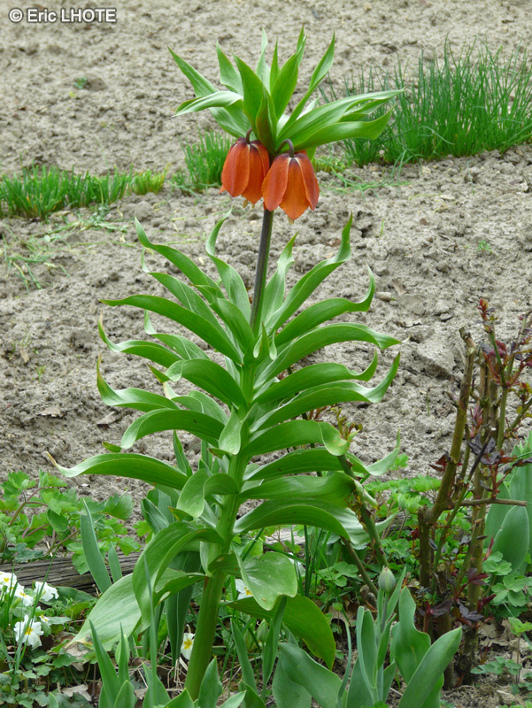 Liliaceae - Fritillaria imperialis Rubra - Fritillaire imp&eacute;rial, Couronne imp&eacute;riale, Larmes de Marie