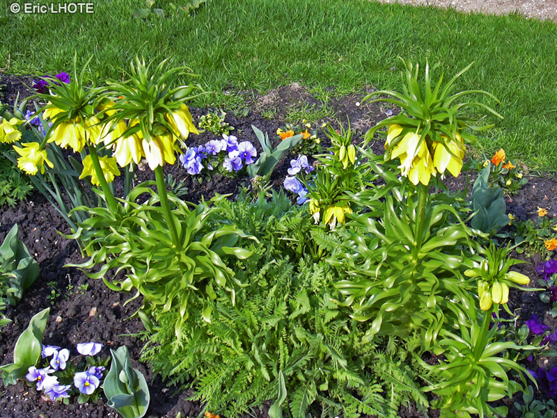 Liliaceae - Fritillaria imperialis lutea - Fritillaire imp&eacute;rial, Couronne imp&eacute;riale, Larmes de Marie
