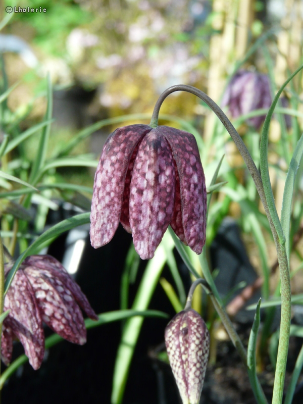  - Fritillaria meleagris - 