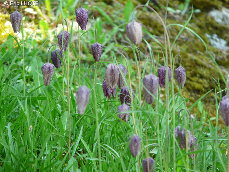 Liliaceae - Fritillaria meleagris - Fritillaire pintade