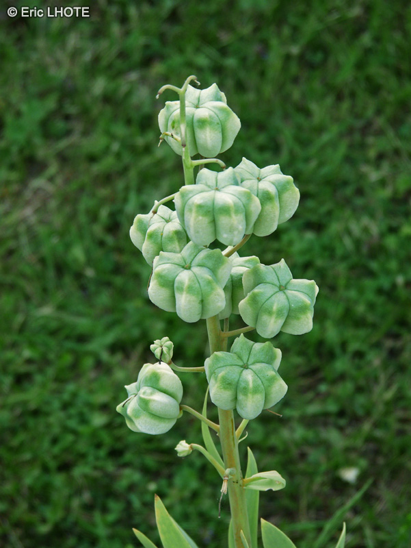  - Fritillaria persica - 