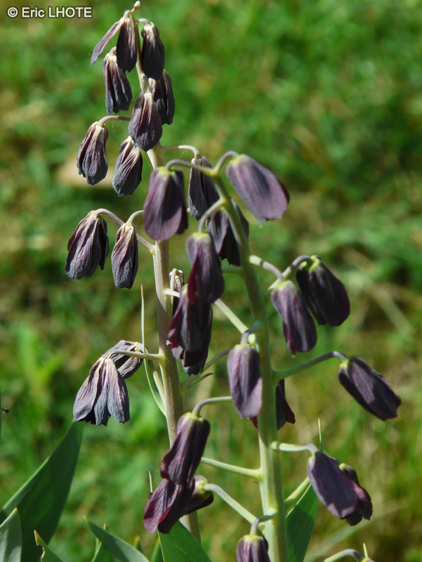 Liliaceae - Fritillaria persica - Fritillaire de Perse