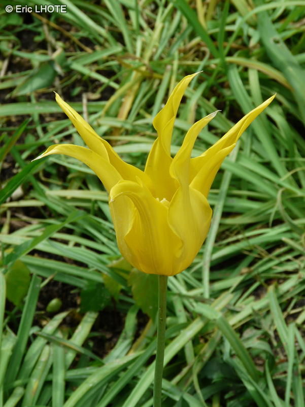  - Tulipa West Point - 