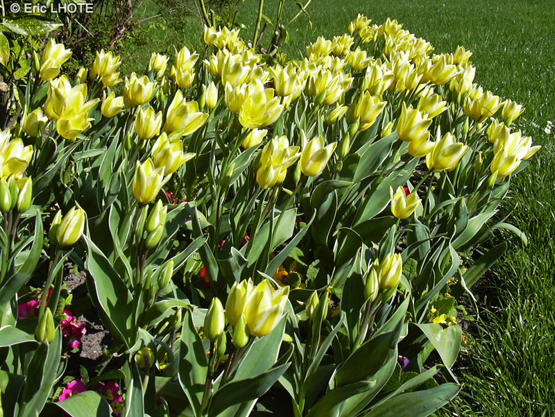  - Tulipa x - 