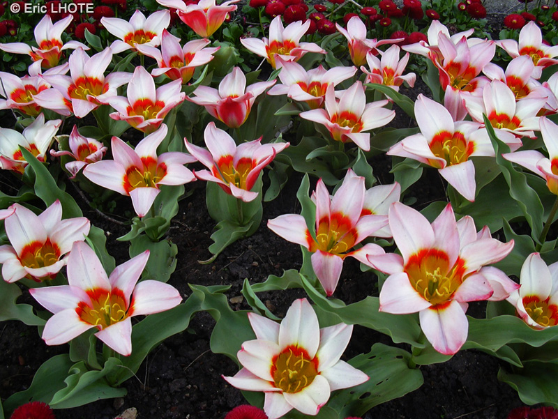  - Tulipa x - 