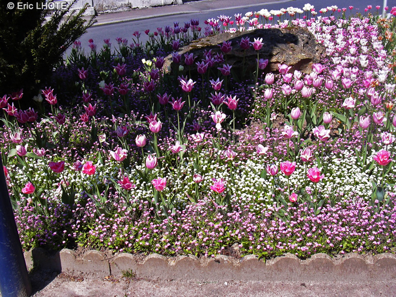 Liliaceae - Tulipa x - Tulipe